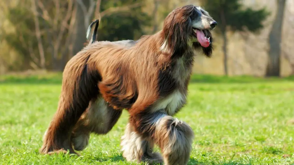 are Afghan Hound high maintenance