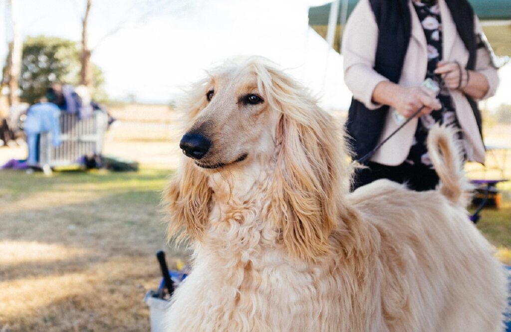 dog with droopy ears
