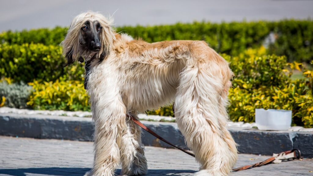 dog breeds that dont shed