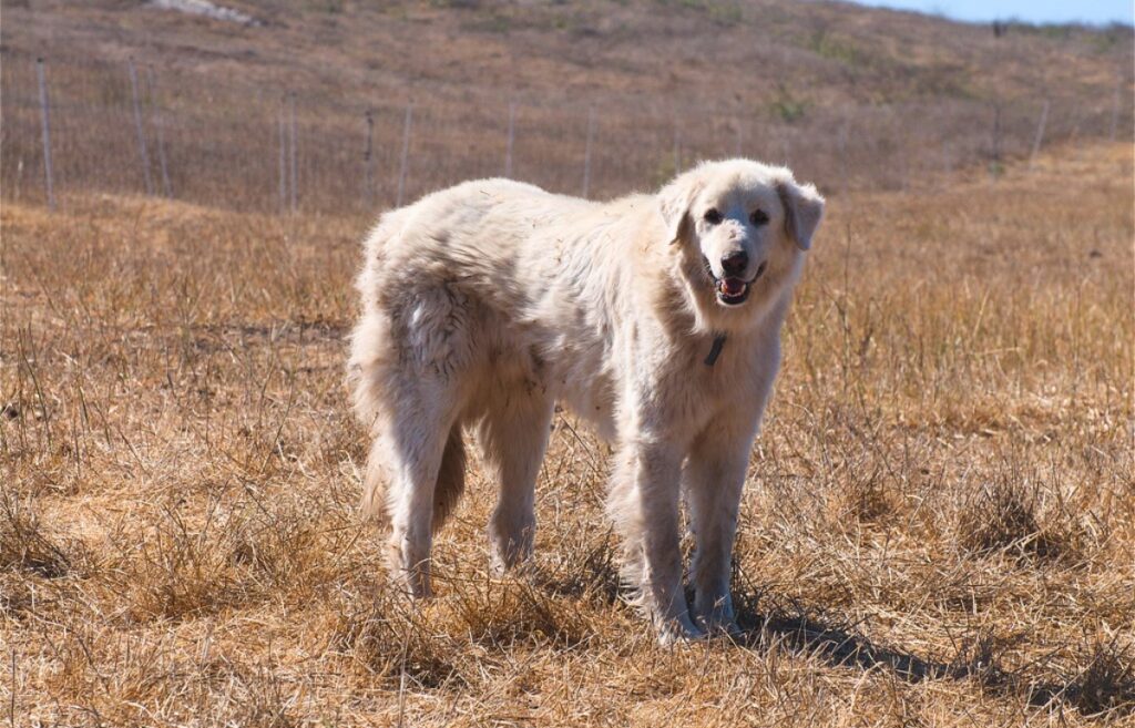 sheep guard dogs breeds
