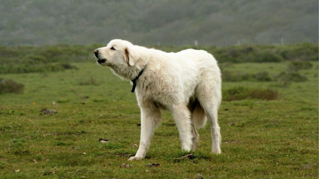 large Dogs to Protect Against Bobcats