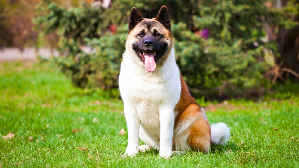 best dogs for home protection