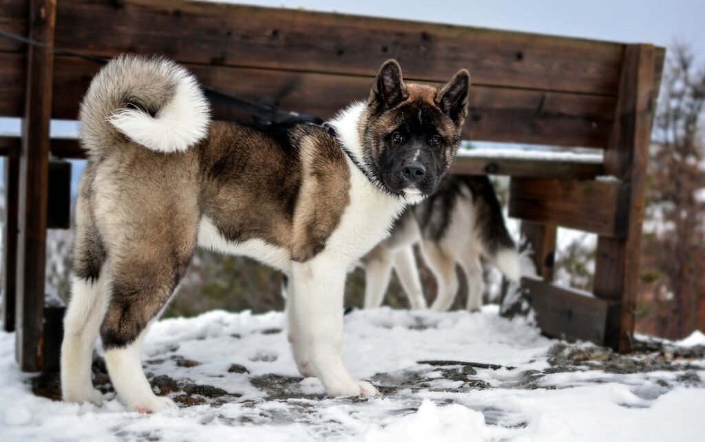 white fox dog
