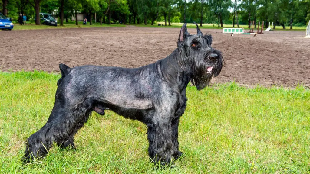 Guard Dogs for females Living in the United States