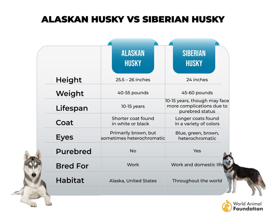 Alaskan Husky vs Siberian Husky