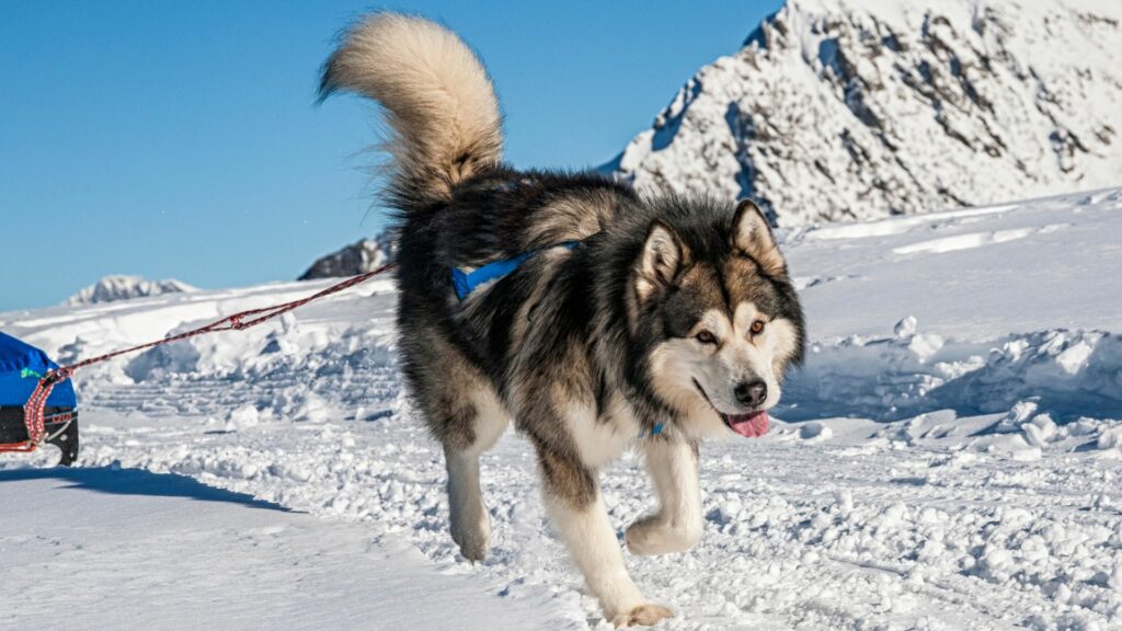 best dog breeds for hiking
