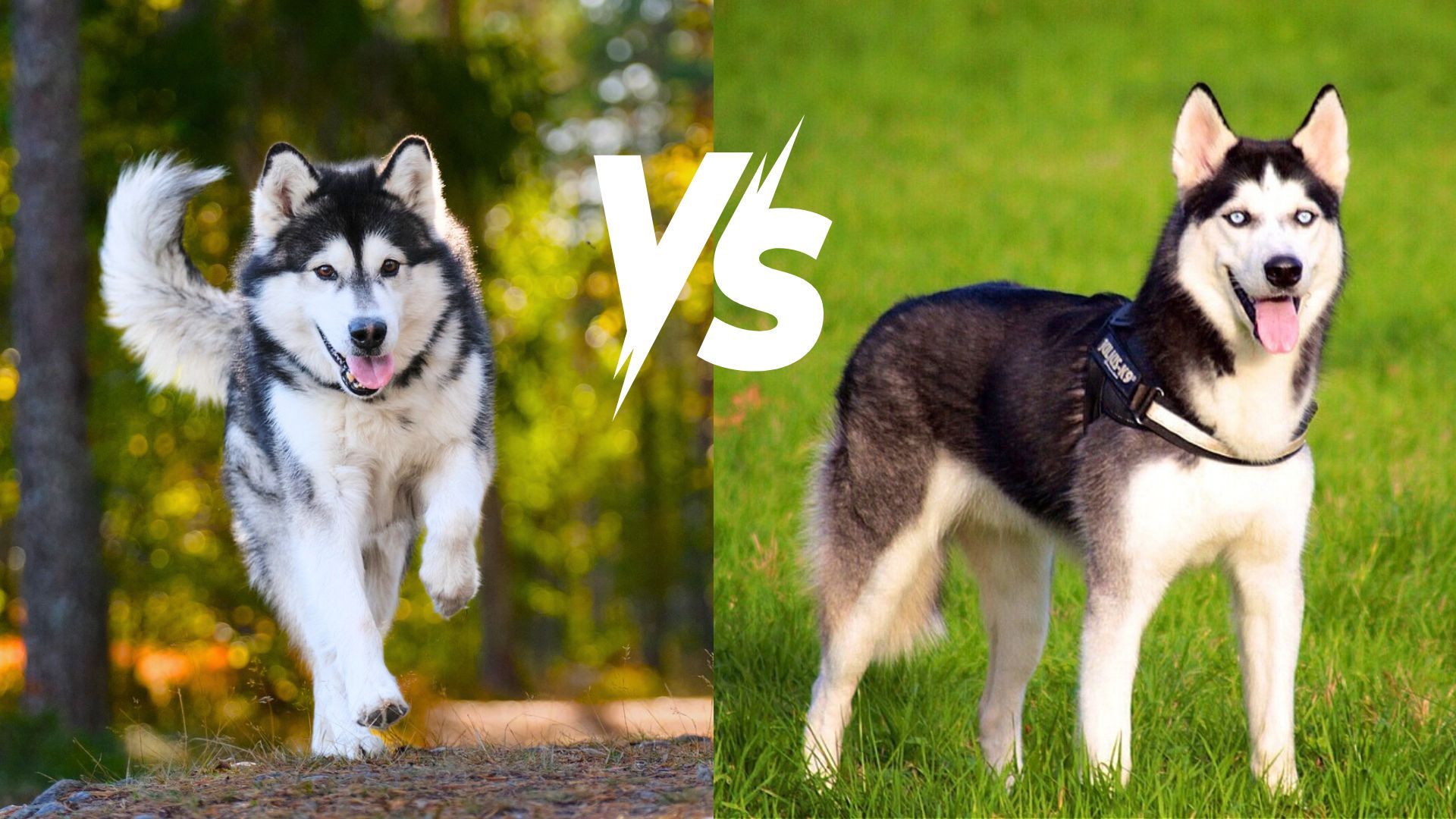 Alaskan Malamute vs. siberian husky