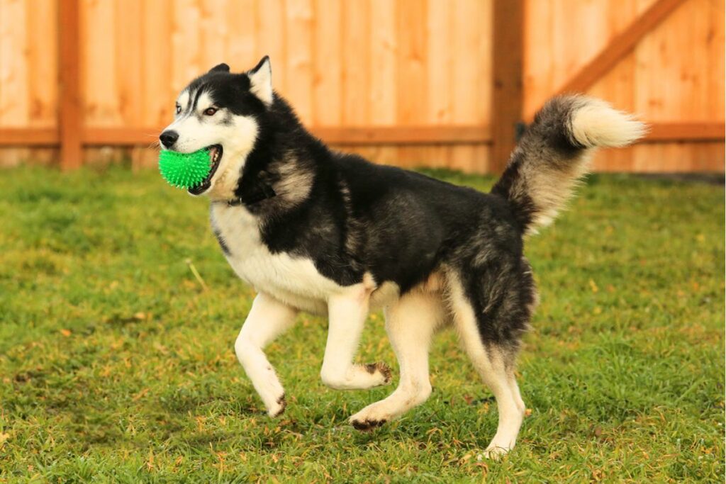 Alaskan Siberian husky Training