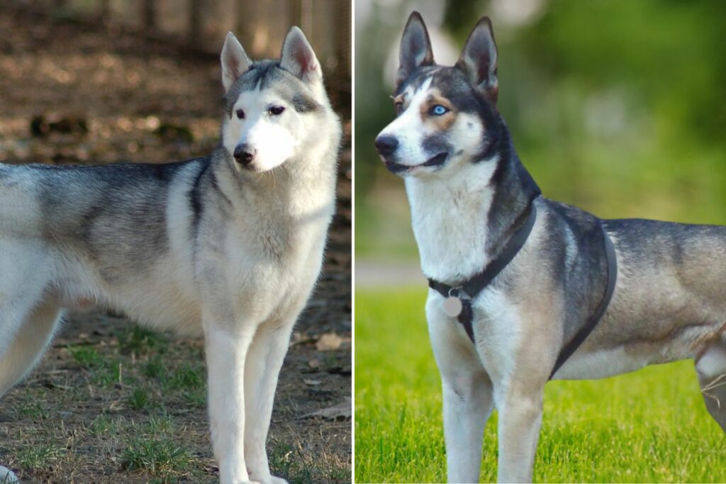 alaskan husky vs siberian husky