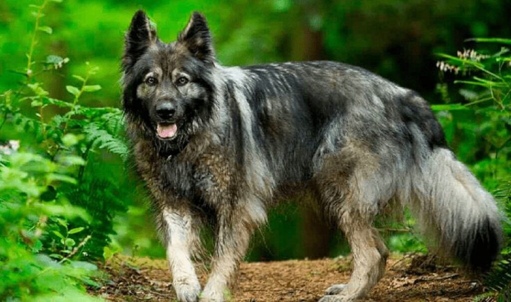 what is a wolfdog
