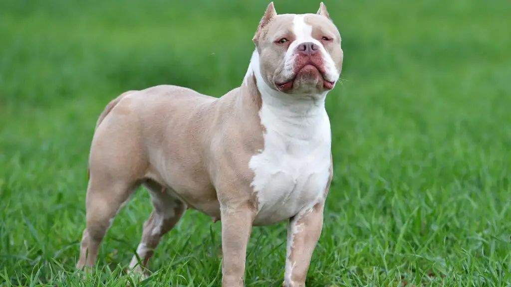 different types of pitbulls
