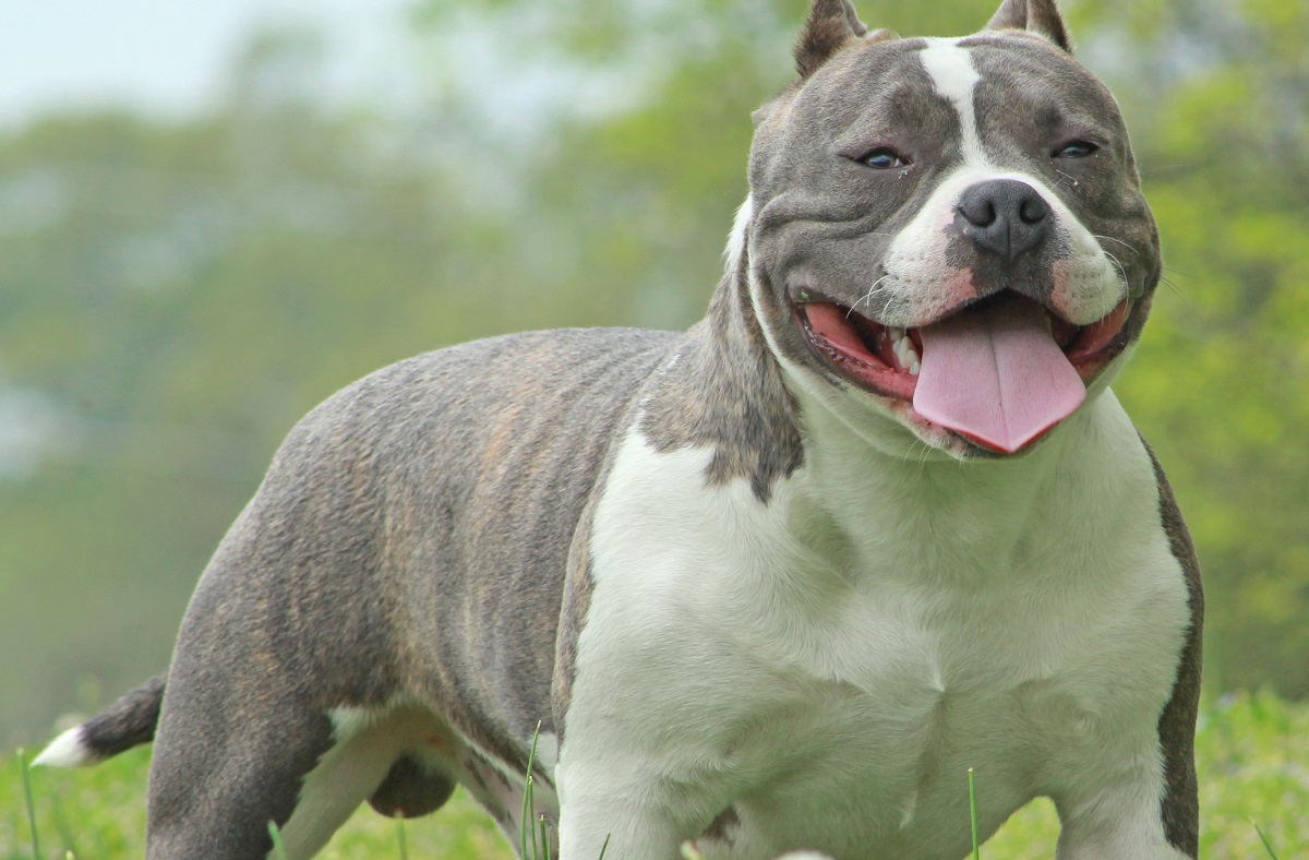 American Bully Dog Breed