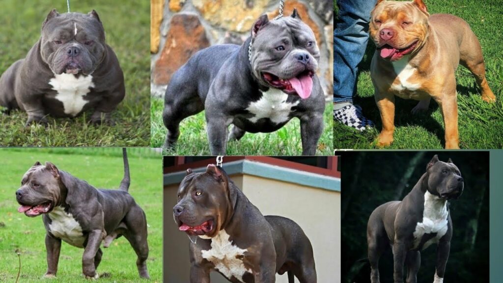 American Bully types