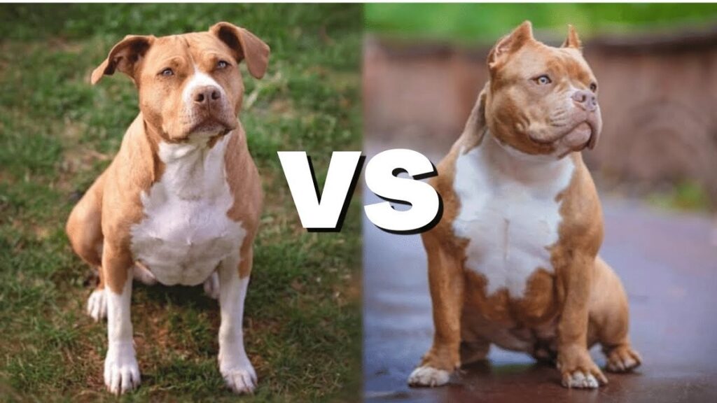 American Bully vs Pitbull