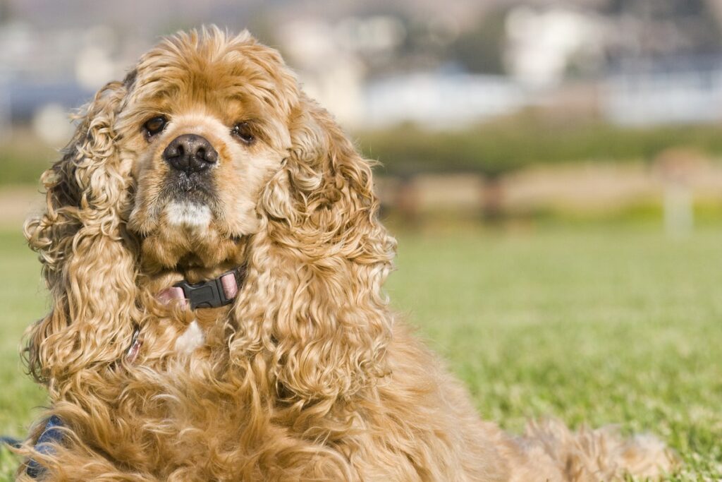 This breed has tenacity and energy – They can hunt all day. Once they pick up on the game being hunted, they’re off and running and thoroughly enjoy their job. Working patiently and methodically, they’re certainly not as popular as other Spaniel breeds but can perform alongside the best of them.

Although a bit stubborn when training comes into the picture, these dogs respond well to an alpha human leader – one who knows how to take control and patiently guides and trains them.

Popular show dogs; they seamlessly go from sport to show easily. (That curly chocolate-brown hair makes you go “Ooh.”) Their medium size makes them perfect for retrieving from boats, and they’re the first sporting dog developed in America just for that purpose.