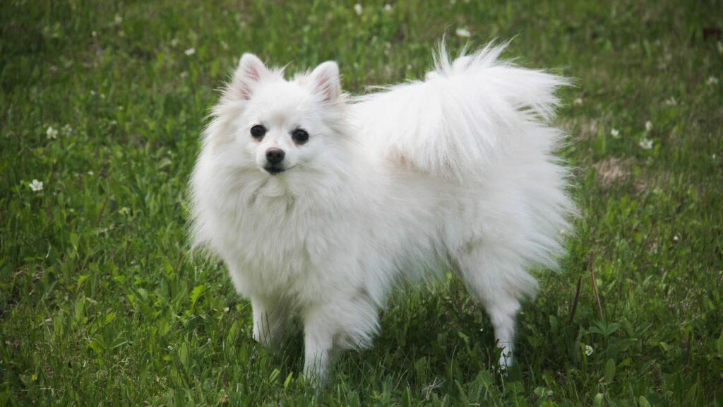 dog that looks like a corgi
