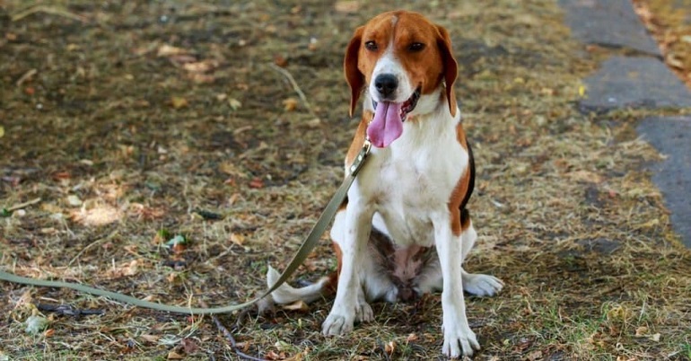 foxhounds