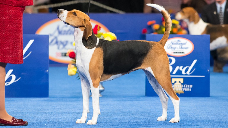 american foxhound puppies