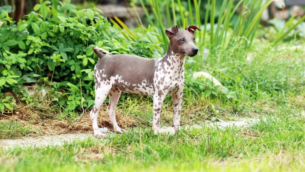 Dog Breeds That Don't Shed