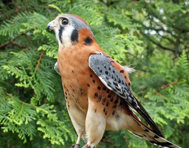 American Kestrel