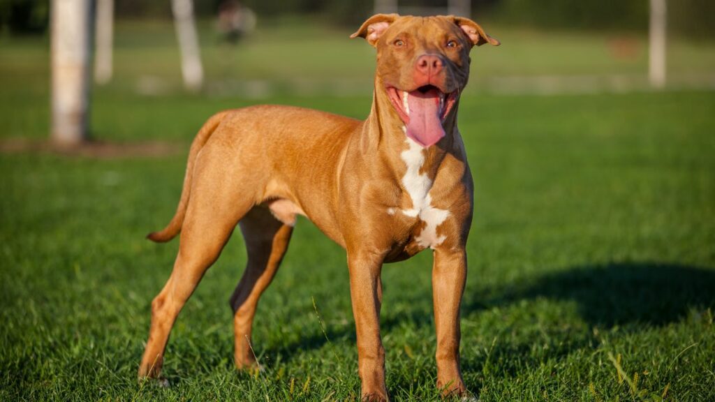 American Pit Bull Terrier 1