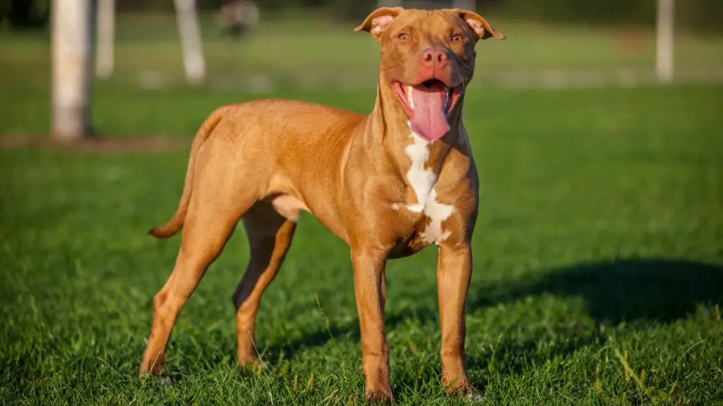 types of pit bulls
