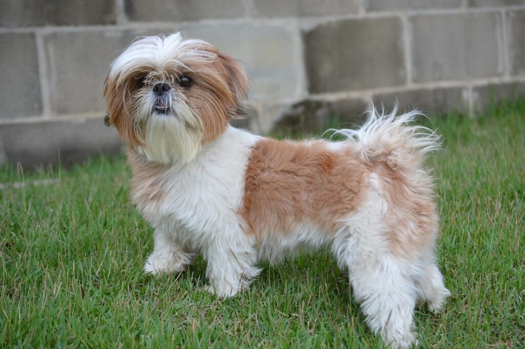 shih tzu dogs breeds
