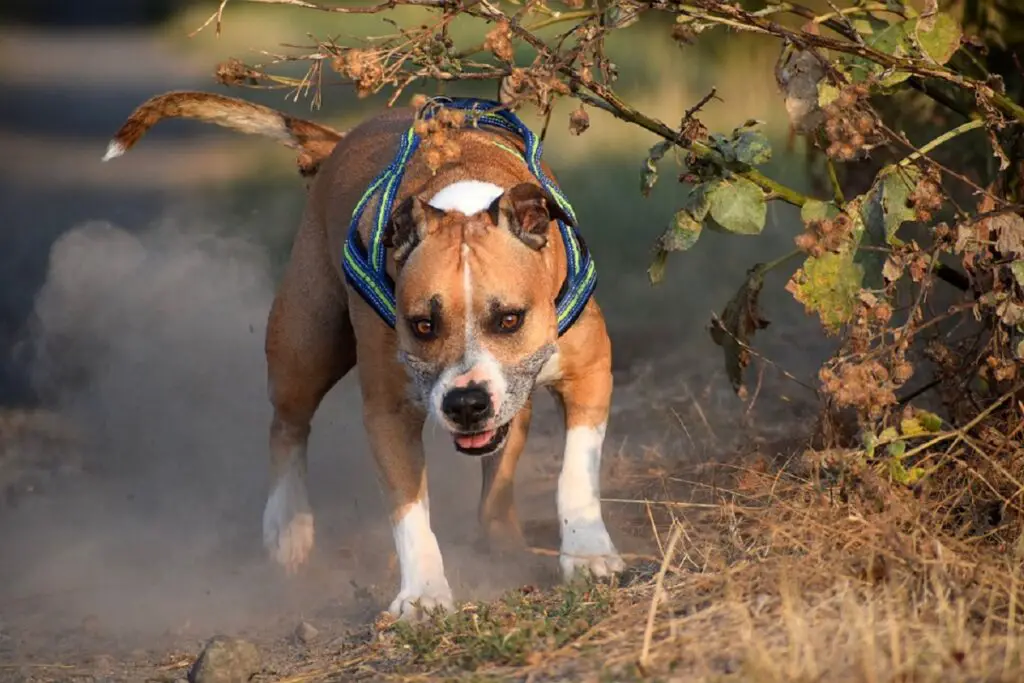 dogs that can fight a coyote