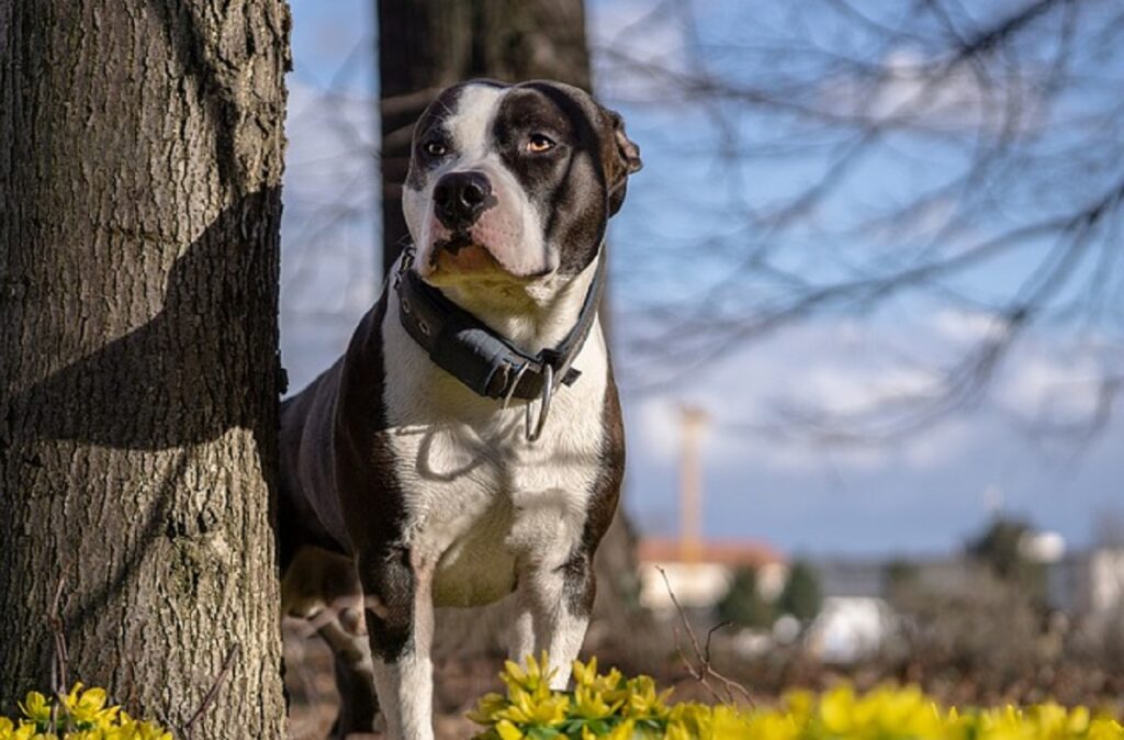 American  Dog Breeds