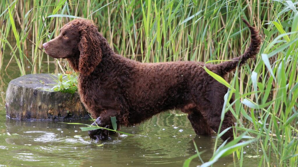 dogs for duck hunting
