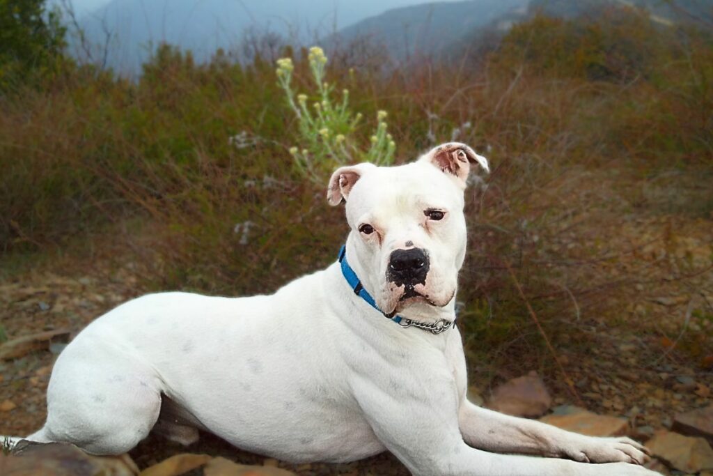 xl american bulldog