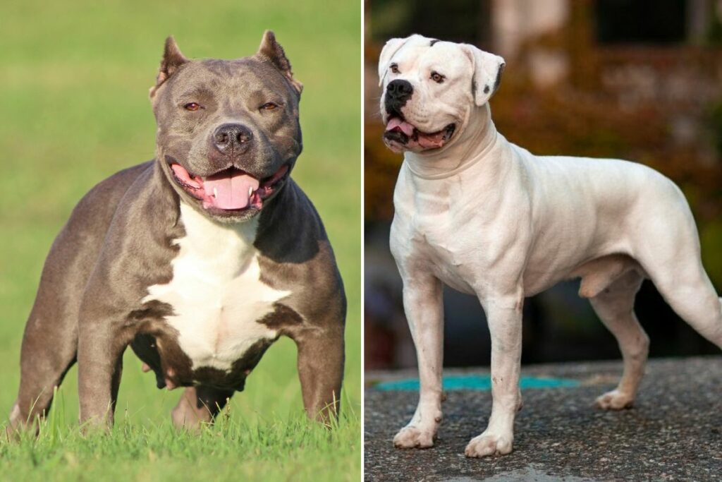 american bully vs american bulldog