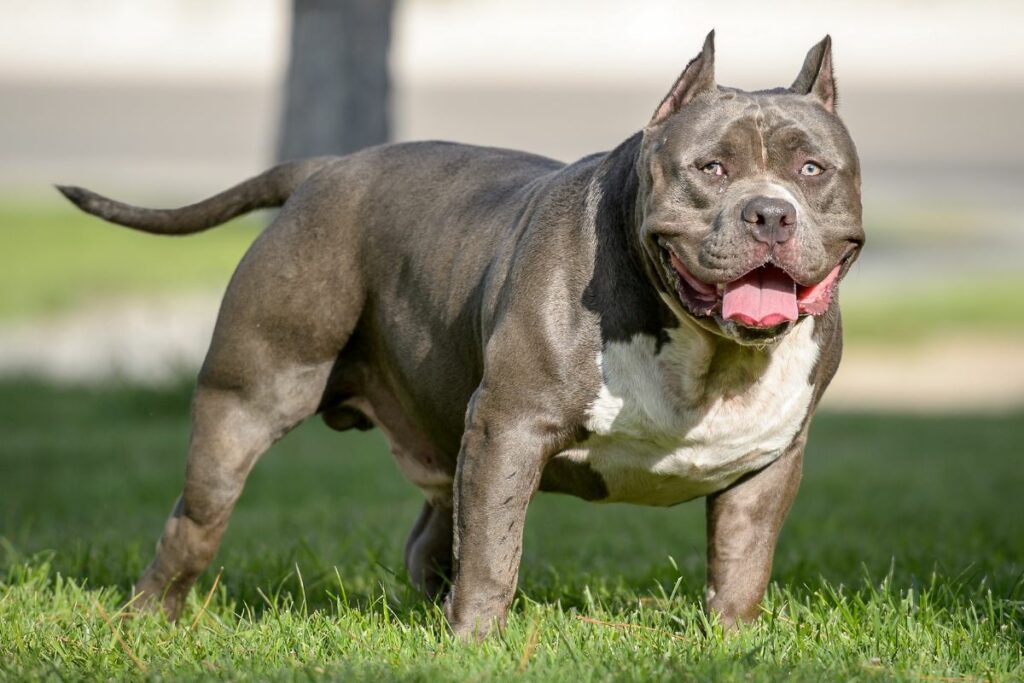 bulldog american bully