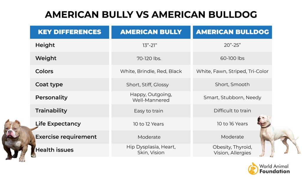 american bulldog vs american bully