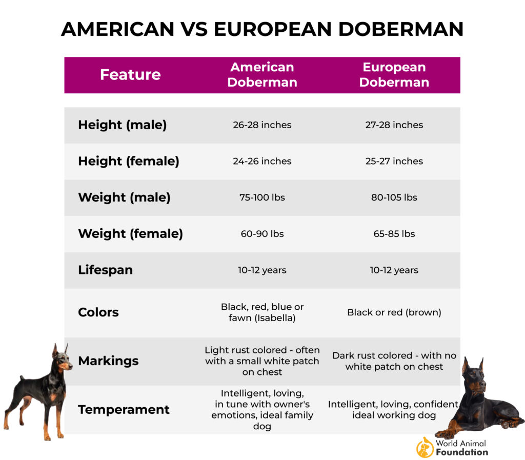  American vs. European Doberman