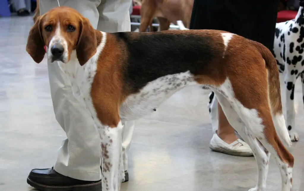 American Foxhound