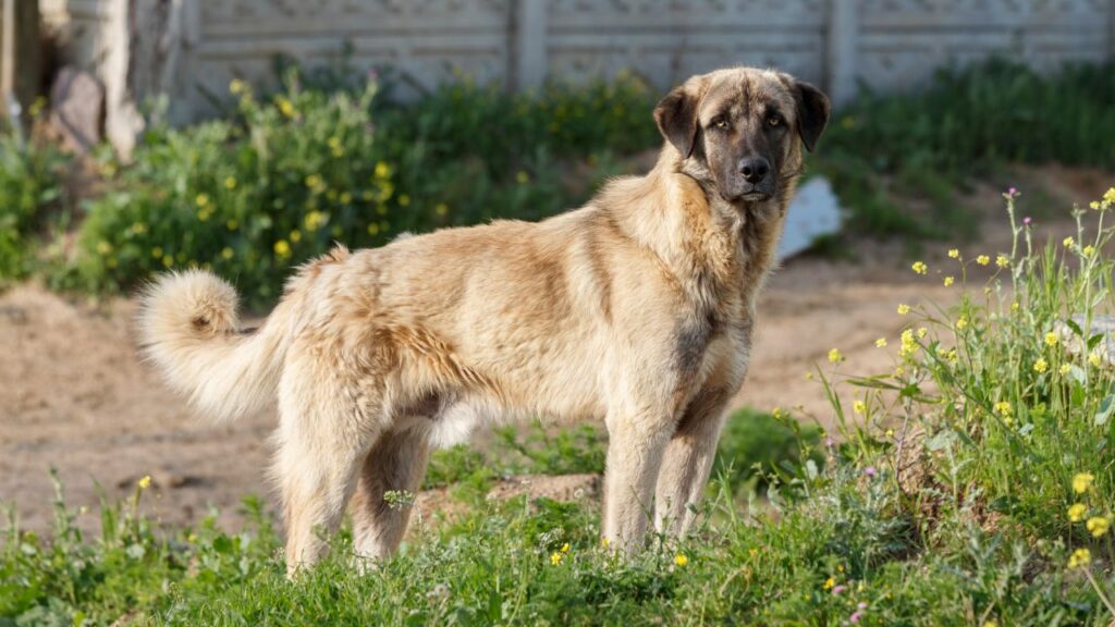 Guard Dogs For Rural Living