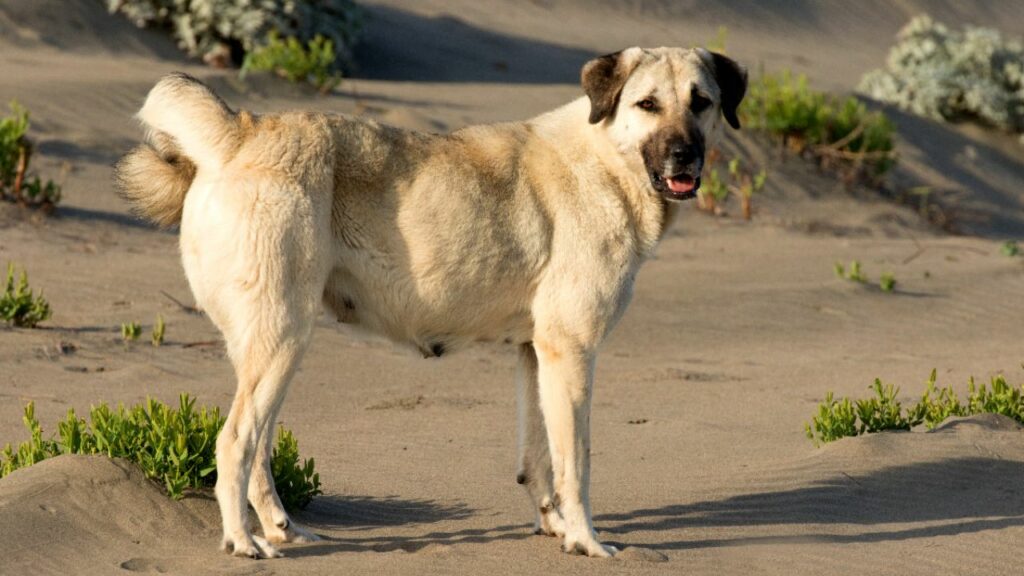 Guard Dogs to Protect Against Bobcats