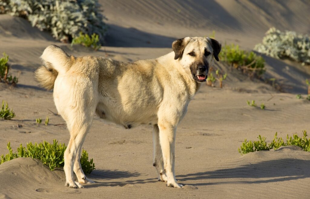 livestock guardian dogs
