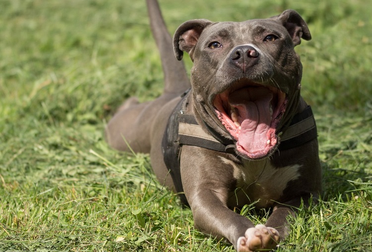 blue nose pit