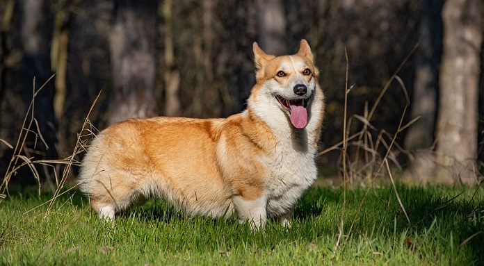 pembroke welsh corgi puppies
