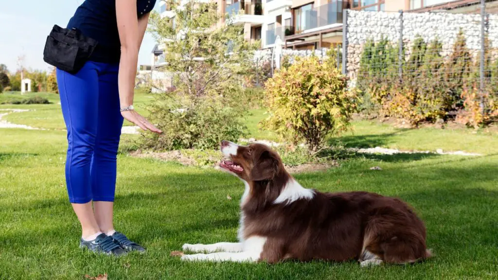 aussie dog
