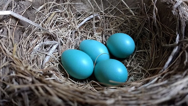 what lays blue eggs, pink eggs & light lavender thrush eggs