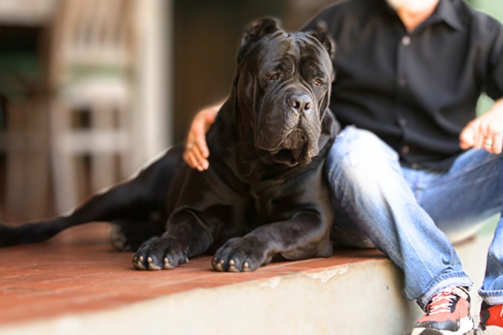 Are Cane Corso Family Dogs