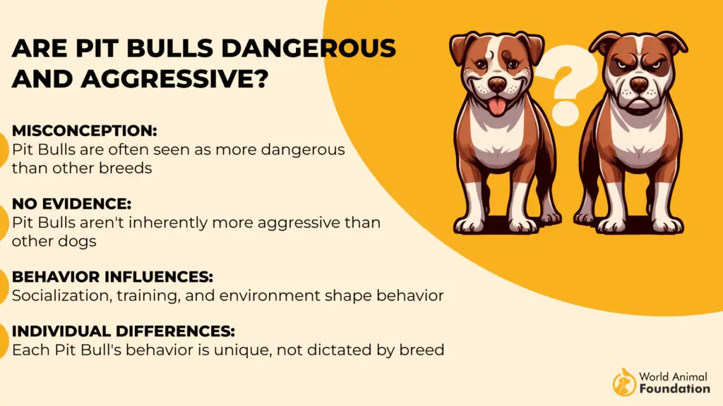 Are Pit Bulls Dangerous and Aggressive