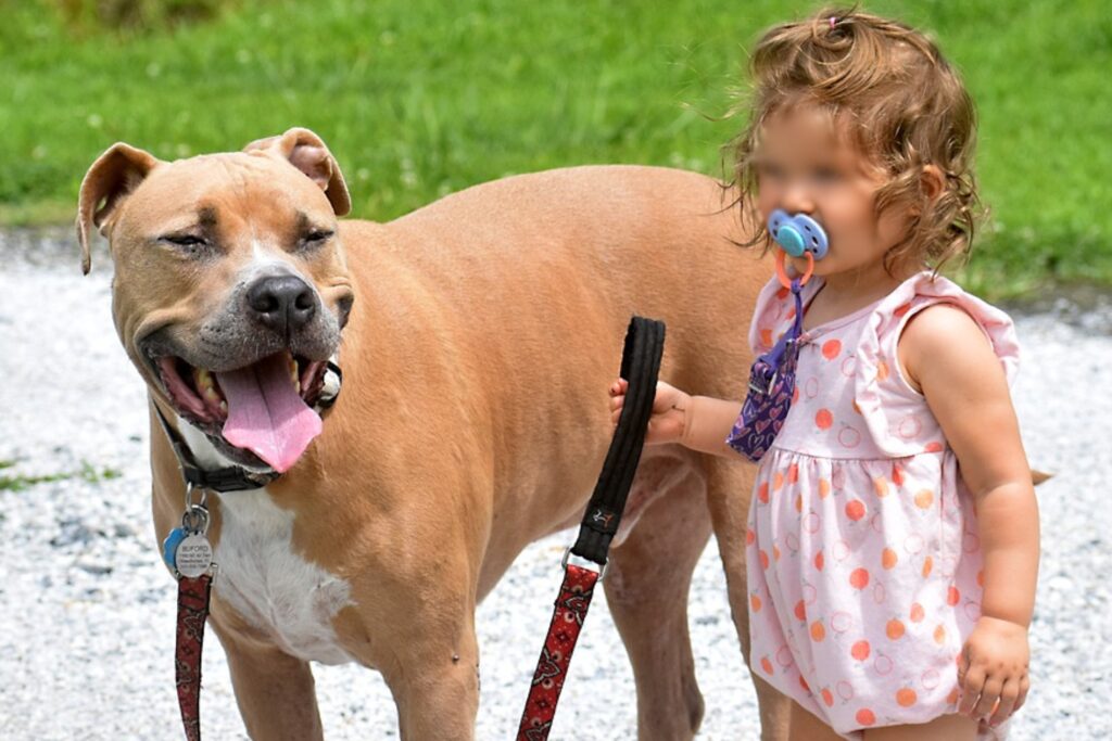 Can Pitbulls Be Trusted Around Kids