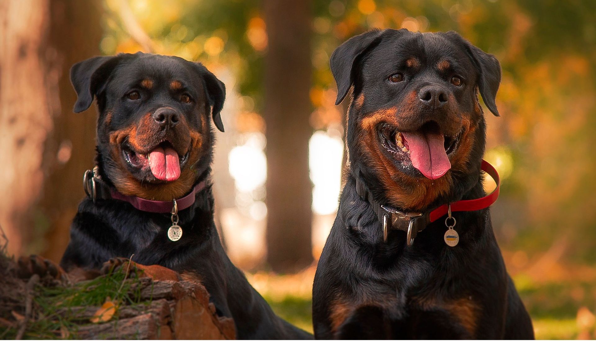 Are Rottweilers Good Family Dogs