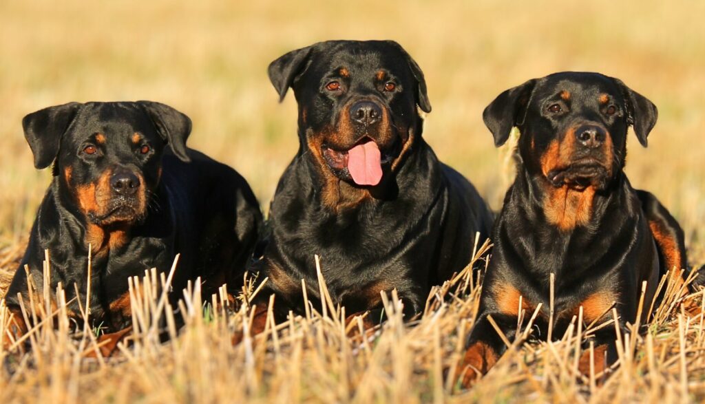 Are Rottweilers Good Protection Dogs