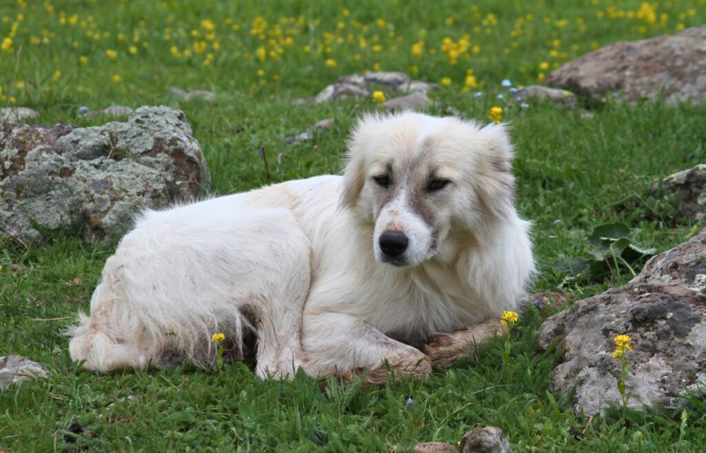 dogs that protect sheep
