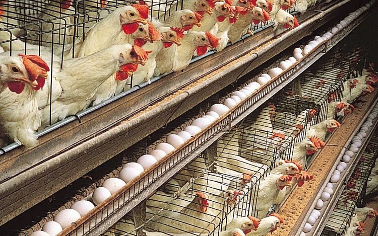 us chicken farms